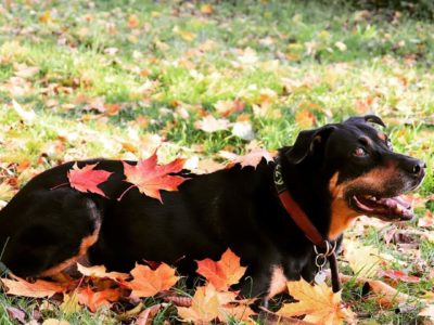 Privates Training Hundeschule