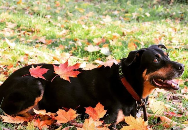 Privates Training Hundeschule