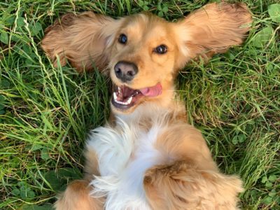 Spiel und Spaß Schärding