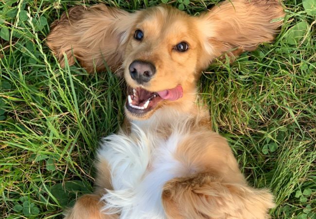 Spiel und Spaß Schärding