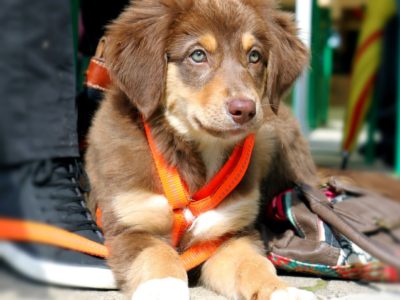 Welpenkurs Hundeschule Training