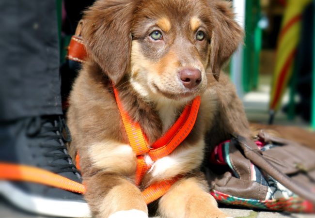 Welpenkurs Hundeschule Training