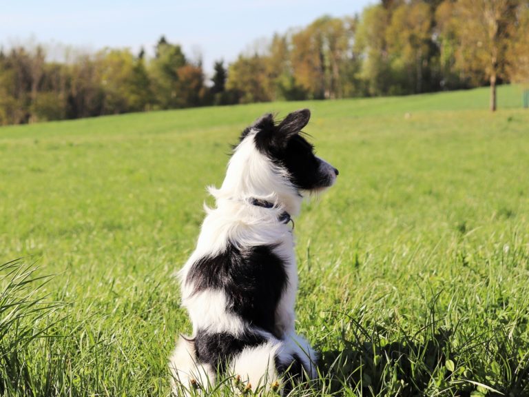 Hundeschule Rio