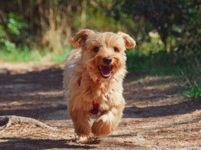 Follow up Training Hundeschule