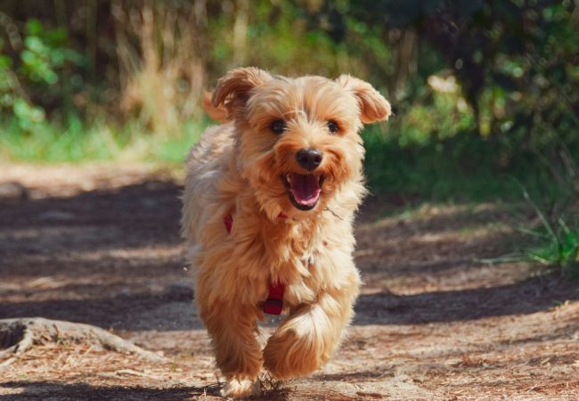 Follow up Training Hundeschule